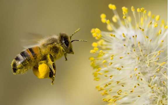 Đặc điểm của loài ong mật