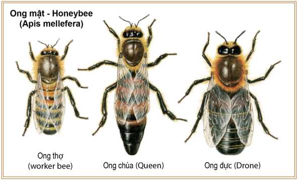 Đặc điểm của loài ong mật
