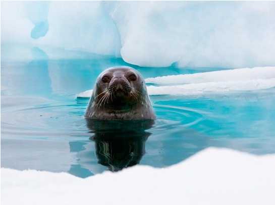 Top 4 động vật đặc trưng ở Nam Cực