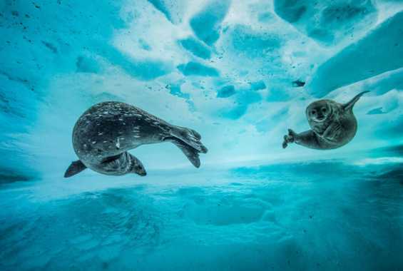 Top 4 động vật đặc trưng ở Nam Cực