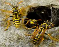 Sự khác nhau giữa ong bắp cày, ong vò vẽ và ong sừng