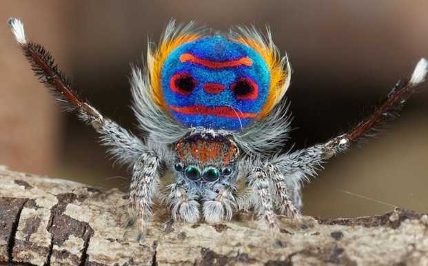 Top 8 loại nhện có khả năng dị thường