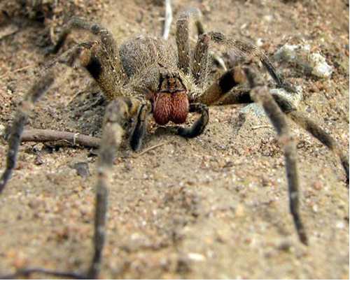 Top 8 loại nhện có khả năng dị thường