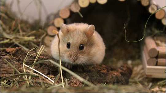 Những điều chưa biết về chuột Hamster