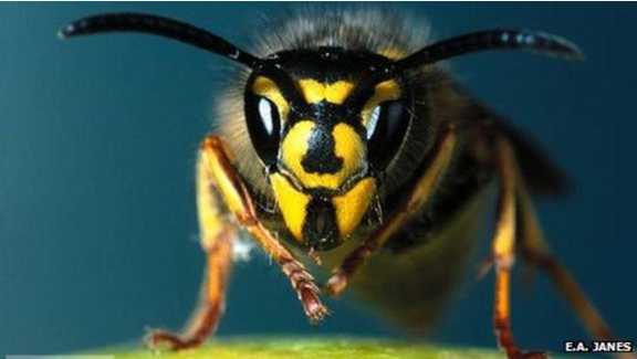 Tò vò có phải là ong không?
