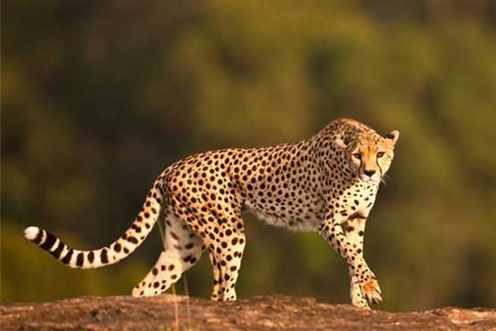 Top 10 loại động vật có tốc độ nhanh nhất thế giới