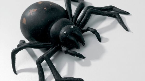 10 sự thật thú vị về loại nhện