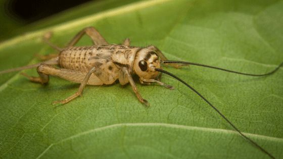 Dế có phải là ca sĩ không?