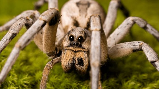 Loài nhện sinh sản như thế nào?