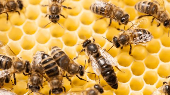 Loài ong sinh sản như thế nào?