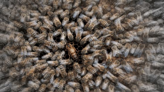 Loài ong tổ chức đời sống xã hội như thế?