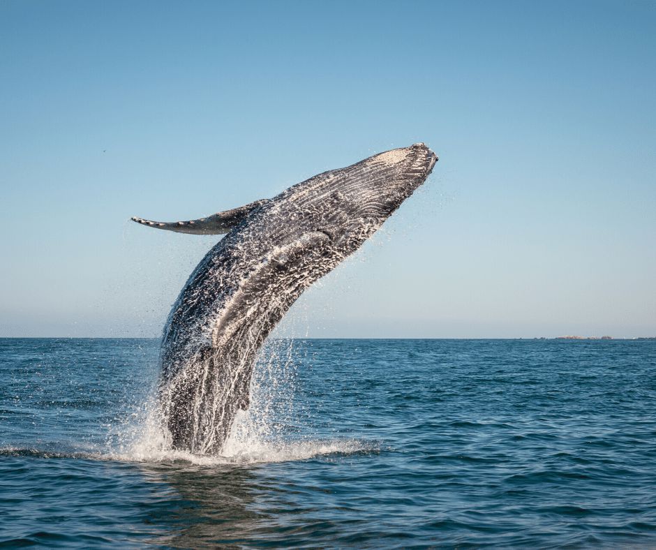 Tại sao cá voi phun nước?