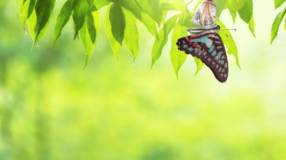 Tại sao cánh bươm bướm sặc sỡ?