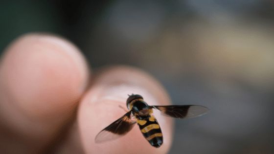 Xử trí đúng cách khi bị ong đốt để tránh nhiễm độc
