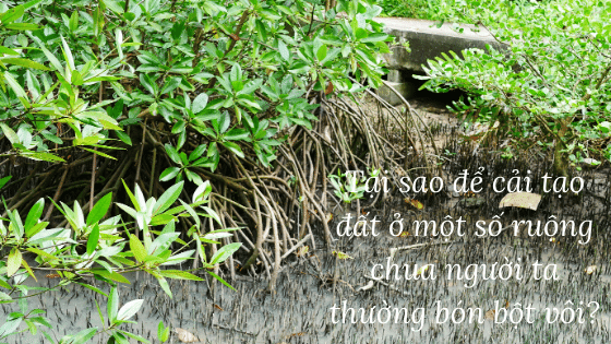Tại sao để cải tạo đất ở một số ruộng chua người ta thường bón bột vôi?