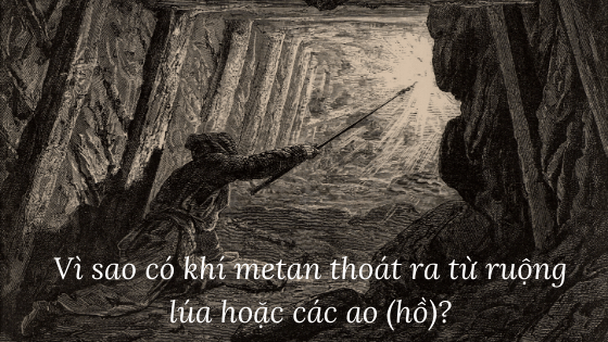 Vì sao có khí metan thoát ra từ ruộng lúa hoặc các ao (hồ)?
