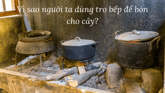 Vì sao người ta dùng tro bếp để bón cho cây?