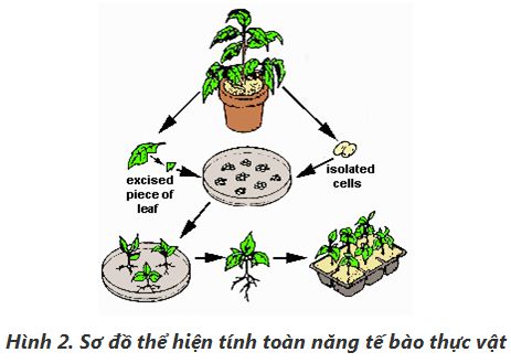 Lý thuyết Công nghệ 10: Bài 6. Ứng dụng công nghệ nuôi cấy mô tế bào trong chọn tạo giống cây nông, lâm nghiệp - (ảnh 2)