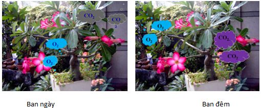 Lý thuyết Công nghệ 6: Bài 12. Trang trí nhà ở bằng cây cảnh và hoa - Toploigiai (ảnh 2)