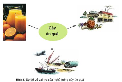 Lý thuyết Công nghệ 9: Bài 1. Giới thiệu nghề trồng cây ăn quả – TopLoigiai