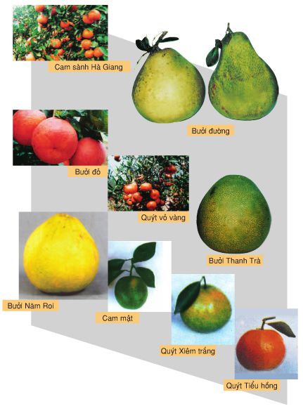Lý thuyết Công nghệ 9: Bài 7. Kỹ thuật trồng cây ăn quả có múi  – TopLoigiai