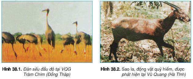 Lý thuyết Địa 8: Bài 38. Bảo vệ tài nguyên sinh vật Việt Nam | Giải Địa 8 - TopLoigiai
