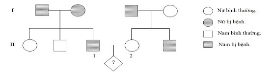 Lý thuyết Sinh 12 Bài 21: Phương pháp giải bài tập di truyền phả hệ