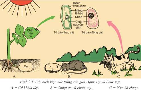 Lý thuyết Sinh 7: Bài 2. Phân biệt động vật với thực vật. Đặc điểm chung của động vật | Soạn Sinh 7 - TopLoigiai