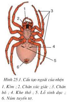 Lý thuyết Sinh 7: Bài 25. Nhện và sự đa dạng của lớp hình nhện | Soạn Sinh 7 - TopLoigiai