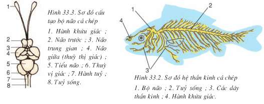 Lý thuyết Sinh 7: Bài 33. Cấu tạo trong của cá chép | Soạn Sinh 7 - TopLoigiai