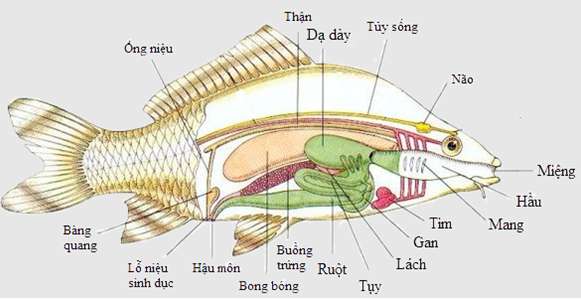 Lý thuyết Sinh 7: Bài 33. Cấu tạo trong của cá chép | Soạn Sinh 7 - TopLoigiai