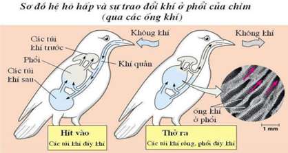 Lý thuyết Sinh 7: Bài 43. Cấu tạo trong của chim bồ câu | Soạn Sinh 7 - 