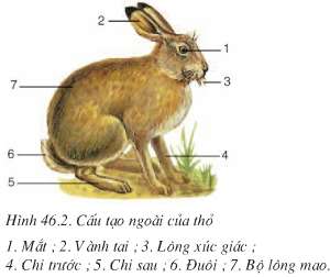 Lý thuyết Sinh 7: Bài 46. Thỏ | Soạn Sinh 7 - TopLoigiai