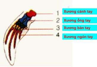 Lý thuyết Sinh 7: Bài 49. Đa dạng của lớp thú bộ dơi và bộ cá voi | Soạn Sinh 7 - TopLoigiai