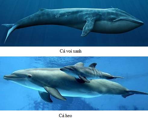 Lý thuyết Sinh 7: Bài 49. Đa dạng của lớp thú bộ dơi và bộ cá voi | Soạn Sinh 7 - 