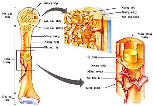 Lý thuyết Sinh 8: Bài 8. Cấu tạo và tính chất của xương | Soạn Sinh 8 - TopLoigiai
