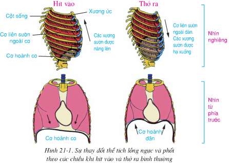 Lý thuyết Sinh 8: Bài 21. Hoạt động hô hấp | Soạn Sinh 8 - TopLoigiai