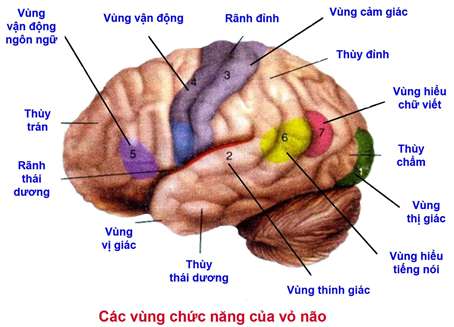 Lý thuyết Sinh 8: Bài 47. Đại não | Soạn Sinh 8 - TopLoigiai