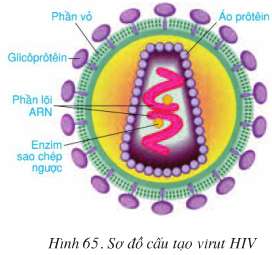 Lý thuyết Sinh 8: Bài 65. Đại dịch AIDS - Thảm họa của loài người | Soạn Sinh 8 - 