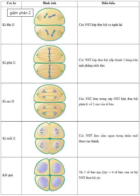 Tổng hợp 95 hình về mô hình quá trình nguyên phân  NEC