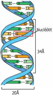 Lý thuyết Sinh 9: Bài 15. ADN | Soạn Sinh 9 - TopLoigiai