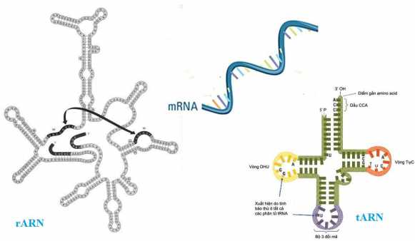 Lý thuyết Sinh 9: Bài 17. Mối quan hệ giữa gen và ARN | Soạn Sinh 9 - TopLoigiai
