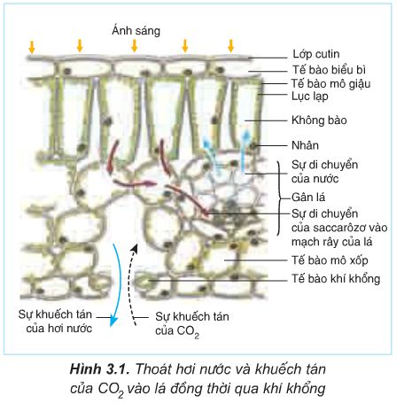 Soạn Sinh 11: Bài 3. Thoát hơi nước