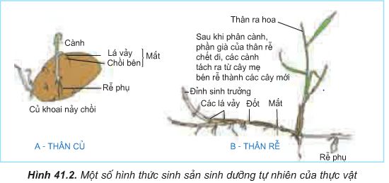 Lý thuyết Sinh 11: Bài 41. Sinh sản vô tính ở thực vật