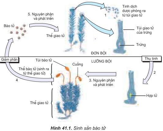 Lý thuyết Sinh 11: Bài 41. Sinh sản vô tính ở thực vật