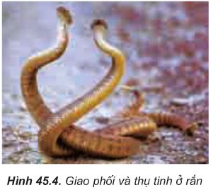 Lý thuyết Sinh 11: Bài 45. Sinh sản hữu tính ở động vật