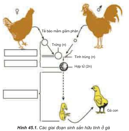 Lý thuyết Sinh 11: Bài 45. Sinh sản hữu tính ở động vật
