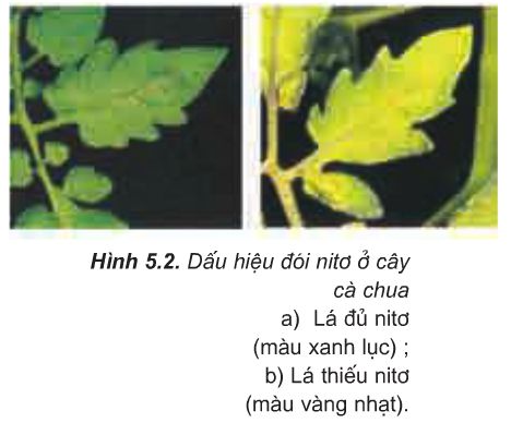 Soạn Sinh 11: Bài 5. Dinh dưỡng nitơ ở thực vật