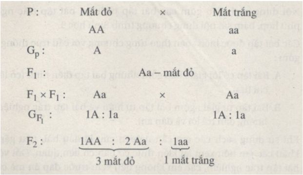 Giải SBT Sinh 9: Bài tập có lời giải trang 4, 5, 6, 7 SBT Sinh học 9