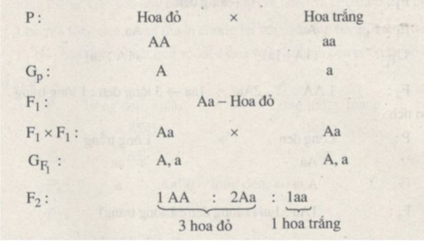 Giải SBT Sinh 9: Bài tập có lời giải trang 4, 5, 6, 7 SBT Sinh học 9 (ảnh 2)
